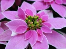 Bien choisir le poinsettia