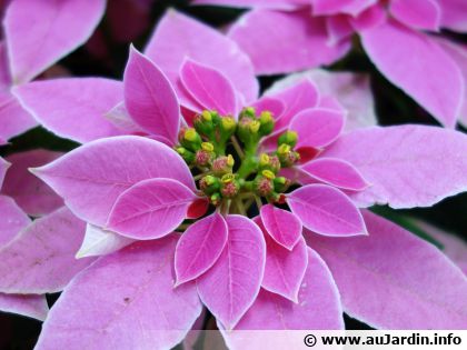 Bien choisir son poinsettia : les 5 crit�res pour une plante �clatante jusqu'aux f�tes