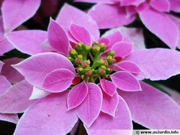 Choisissez bien votre toile de Nol dans les jardineries