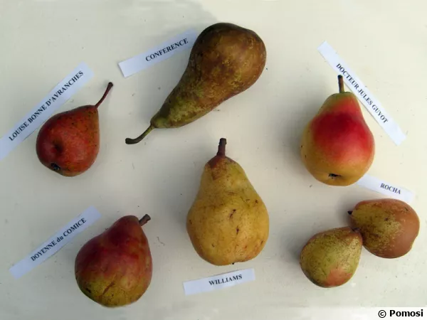 Variétés de poires commerciales