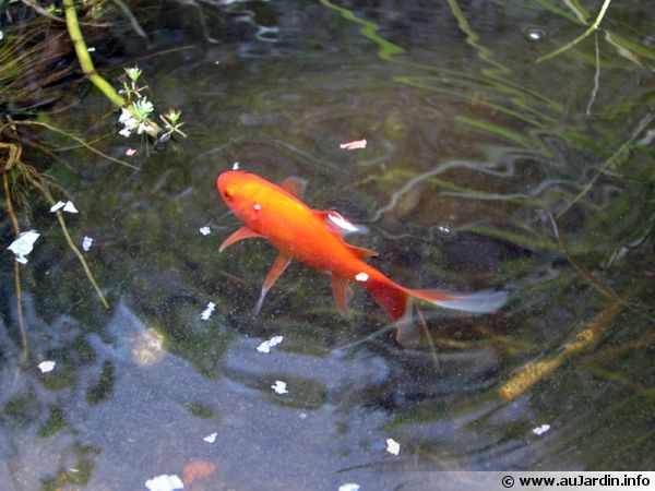 Un poisson rouge proche de la surface du bassin