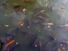 Les poissons de bassin