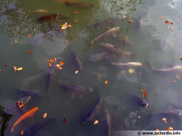 Les poissons de bassin