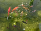 Nourrir ses poissons de bassin