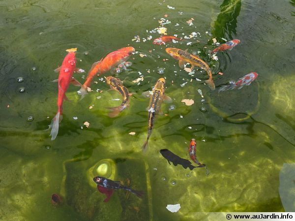 Nourrissage de poissons dans un bassin