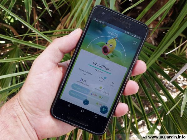 La chasse aux pokémons est ouverte, voici Boustiflor, une évolution de Chétiflor, un pokémon plante