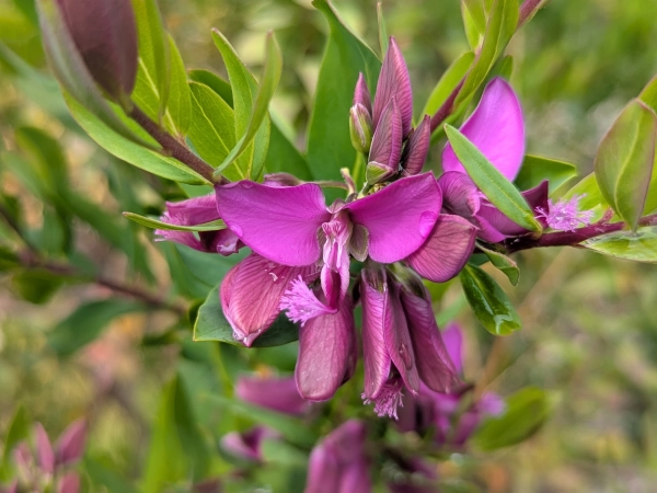 Polygale à feuilles de myrte, Polygala myrtifolia
