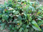 Renou�e bistorte, Persicaria bistorta