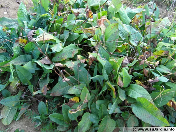 Renouée bistorte, Persicaria bistorta