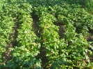 Quelles pommes de terre pour le potager?