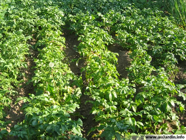 Potager et ses rangs de pommes de terre