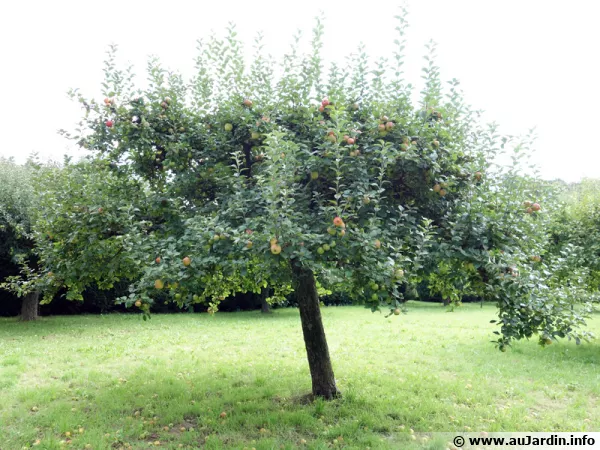 Un pommier isol sur la pelouse du jardin