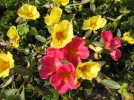 Pourpier, Portulaca