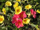Pourpier, Portulaca