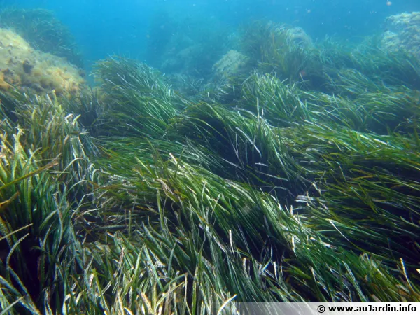 La posidonie, une plante sous-marine