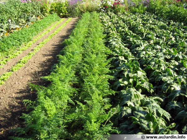Des légumes adaptés à votre sol