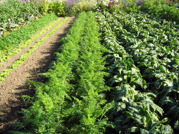 L'entretien du sol du potager