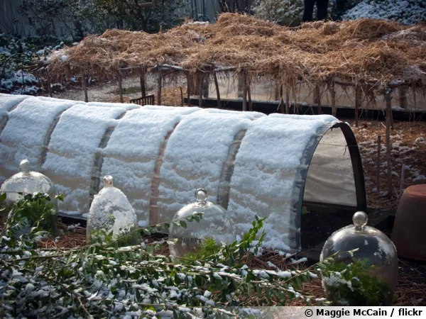 Un potager en hiver, tunnel, cloches et paille sont bien utiles