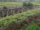Que semer au potager en mars?