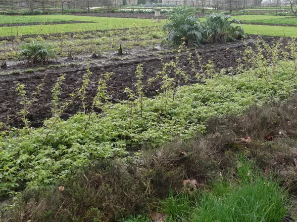 Le potager en mars est encore bien vide