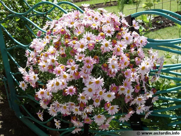 Une pote fleurie qui rsiste mieux aux fortes chaleurs grce aux rtenteurs d'eau