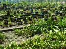 Choisir une plante en pot