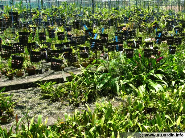 Choisir une plante en pot... quelques conseils