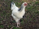 Des poules au jardin !