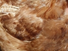 Le jus de plumes