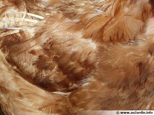 Plumes d'une poule