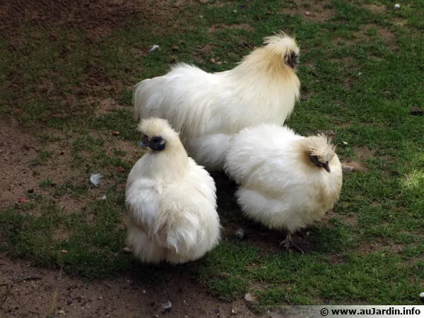 Les poules au jardin