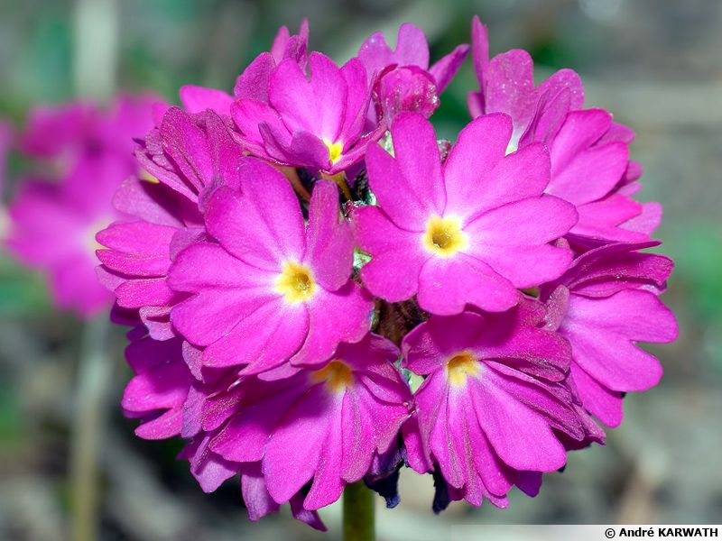 Primevère à feuilles dentelées, Primevère de l'Himalaya, Primula ...