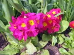 Primev�re des jardins, Primula x acaulis