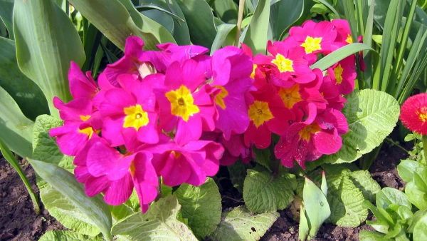 Primev�re des jardins, Primula x acaulis