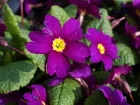 Primevre tapissante du Caucase, Primula juliae