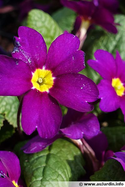 Primevère tapissante du Caucase, Primula juliae : planter, cultiver ...