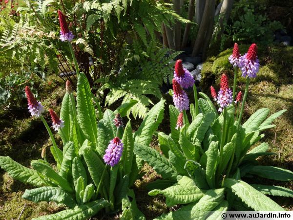 La primevère de Vial (Primula vialii)