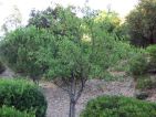 Prunus dulcis (amandier) Prunus dulcis (amandier)