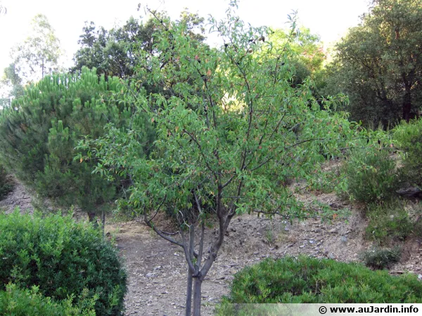 Amandier (Amande)