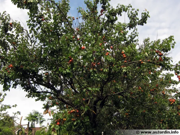 Les porte-greffes de l'abricotier et de l'amandier