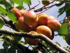 Prunus armeniaca (abricotier) Prunus armeniaca (abricotier)