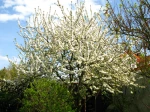 Cerisier, Prunus cerasus