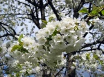 Fleurs du cerisier