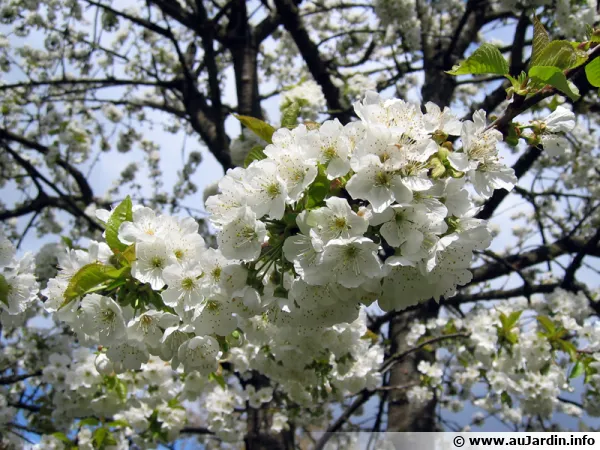 Tableau De Pollinisation Des Arbres Fruitiers www.aujardin.info