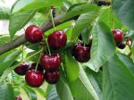 Cerises (vous noterez la présence d'une mouche de la cerise sur la cerise à droite) Cerises (vous noterez la présence d'une mouche de la cerise sur la cerise à droite)