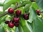 Cerises (vous noterez la pr�sence d'une mouche de la cerise sur la cerise � droite)