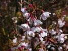 Cerisier japonais, Prunus incisa