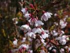 Cerisier japonais, Prunus incisa
