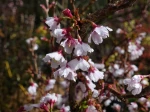 Cerisier japonais, Prunus incisa 'Kojo No Mai'