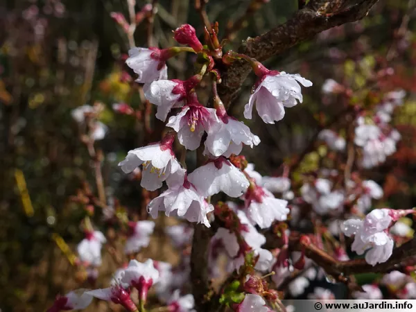 Cerisier japonais, Prunus incisa 'Kojo No Mai'